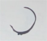 seal